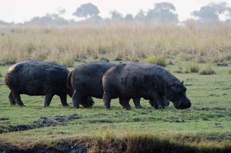 65 - Botswana - hipopotamos - parque nacional de Chobe